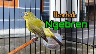 Pleci Ful Menembak Isi Pleci Nishida