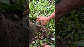 Nggak Perlu Ditebang! Pakai Cara Ini Pohon Mati Sampai Akarnya #fyp #shorts #viralvideo