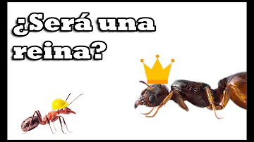 ¿Qué aspecto tiene la reina de las hormigas carpinteras?