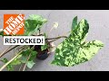 Home Depot Is Finally Restocked! So Many Philodendron Xanadu, Caladium, and Monstera Deliciosa!