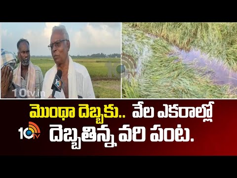 మొంథా దెబ్బకు..  వేల ఎకరాల్లో దెబ్బతిన్న వరి పంట | Cyclone Montha Destroys Paddy in Srikakulam |10tv