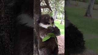 Cute Baby Koala Eating Drops leaves and looks sad