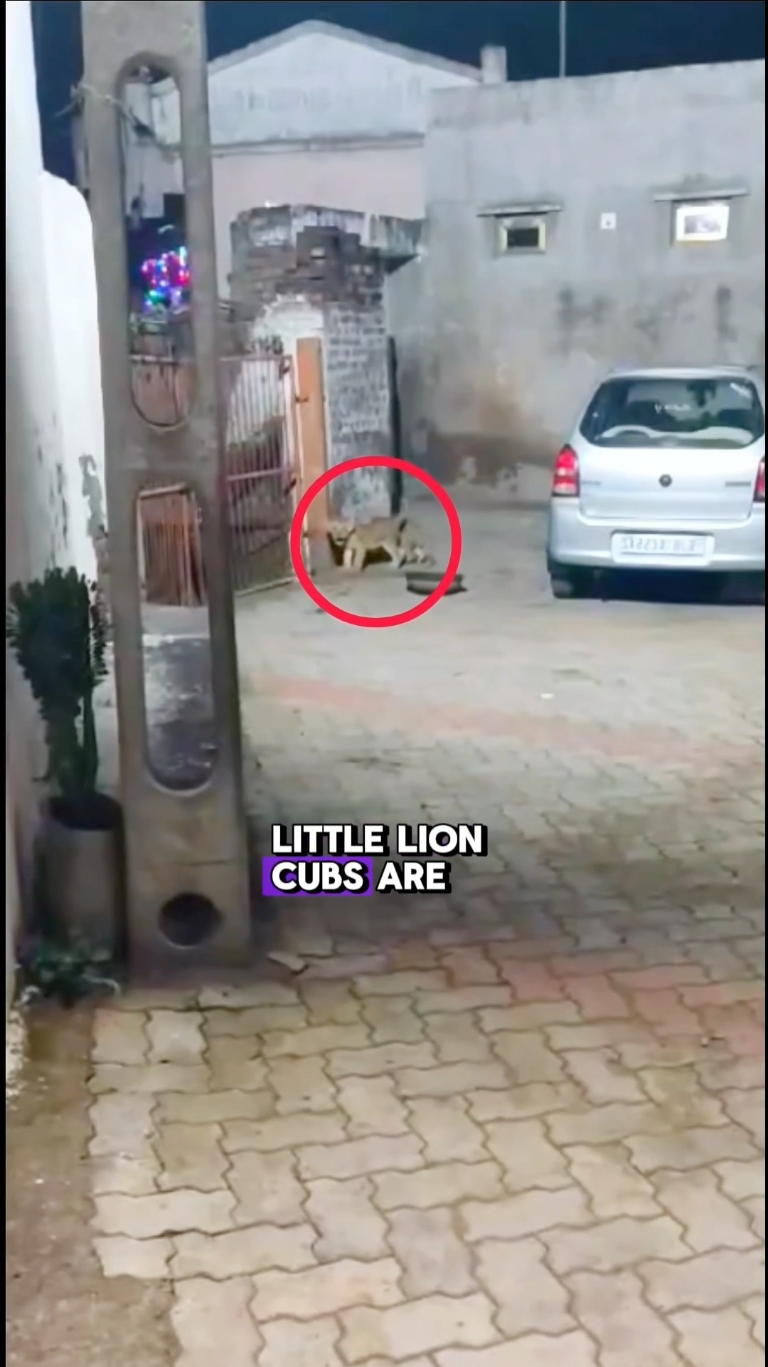 Lions Visiting a Small Town - Vía indianlions