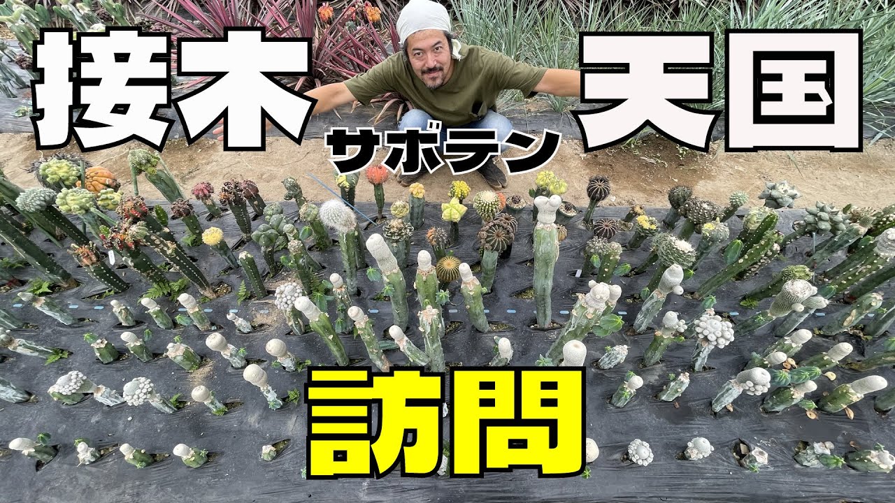 【圧巻】サボテンの「接木天国」へ訪問