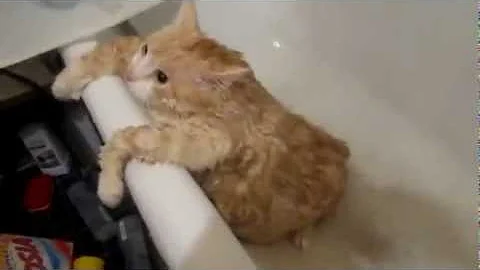 Video 1750641: cat bathtub fails, cutest cats