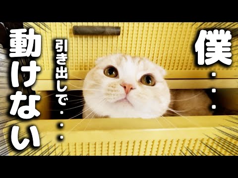 目を覚ますと子猫が居ない事に気づき犬達が必死に探したら...