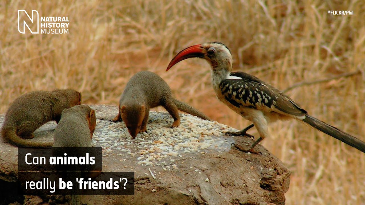 The mutualistic relationship of the dwarf mongoose and hornbill | Surprising Science