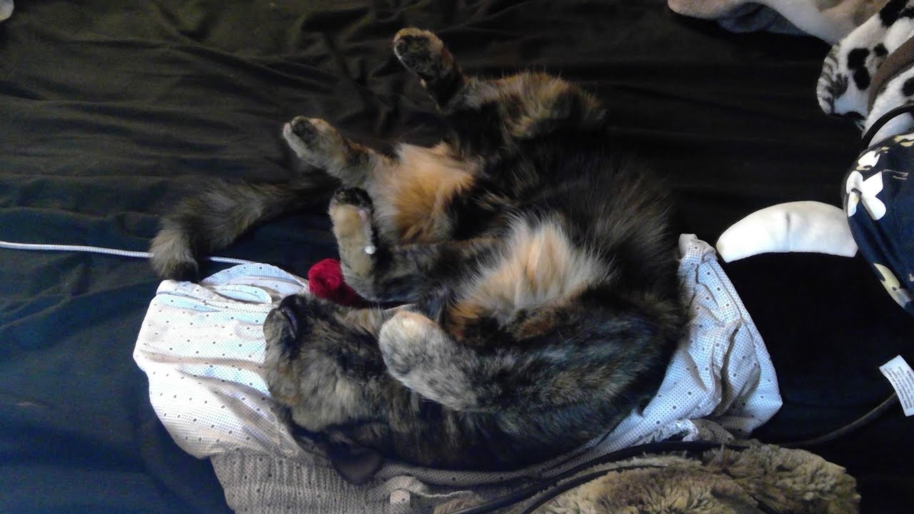 my cat fell asleep while waiting for me - YouTube
