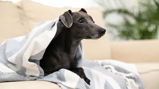 Adopting an Italian Greyhound: Success Stories & Tips