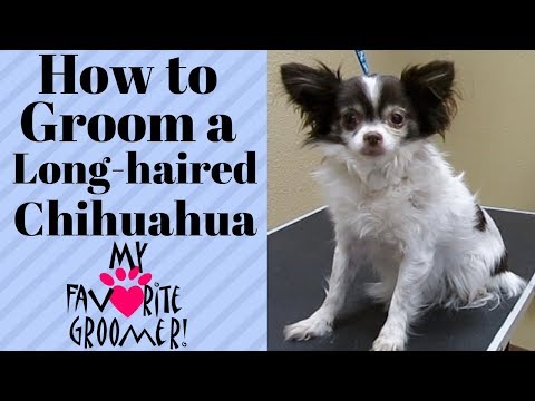 Video: Sådan skærer du din langhårede Chihuahua