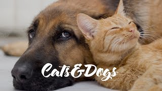 Funny Cats&Dogs Vol.3! by Funny VideoZ 2,967 views 6 years ago 3 minutes, 23 seconds