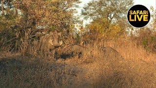 safariLIVE - Sunset Safari - June 22, 2019