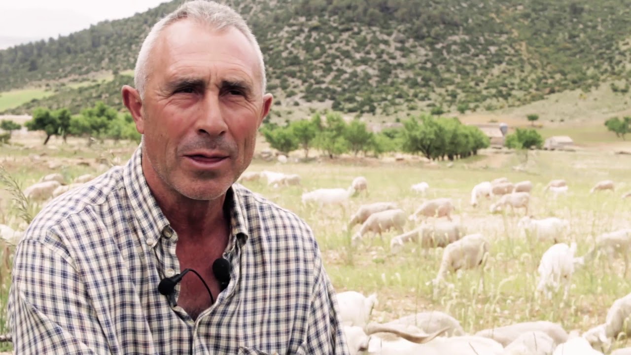 El cencerro de las ovejas  Entrevista a pastores de ovejas 