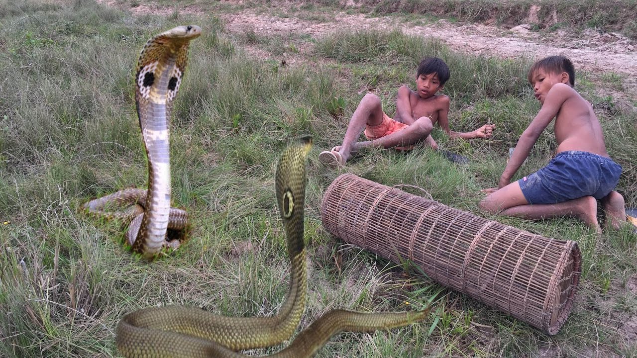 People Catch Snake By Bamboo Trap How ?人々は竹トラップでヘビをキャッチ YouTube