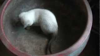 Simon the Siamese Kitten Playing