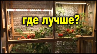 Фитолампа против обычной лампы! Где вкуснее помидор!?