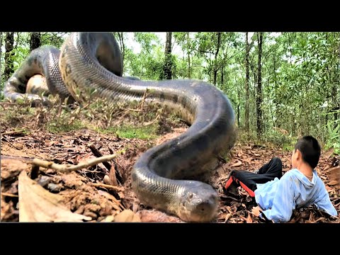 Aghast . Cowherd boy was attacked by a giant python while playing in the forest. - anaconda attack