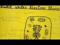 Cell Structure and Microscopy Quiz
