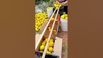 Fast Orange Size Sorting Tool #tools #shorts #viral #creative