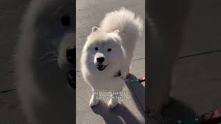 This song was made for my Samoyed #dog #puppy