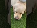ASMR Brush Routine🐶 #dogproducts #petproducts #dogowners #catowners #petowners