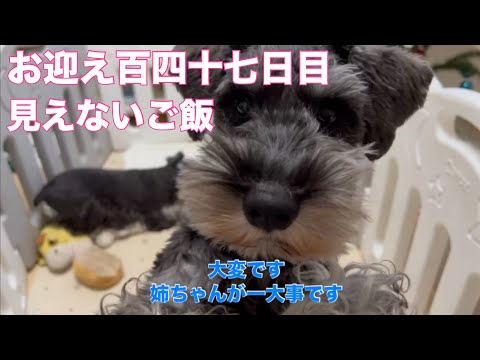 【ミニチュアシュナウザー多頭飼い】 お迎え百四十七日目 見えないご飯 【ミニチュアシュナウザー】 #ミニチュアシュナウザー多頭飼い #ミニチュアシュナウザー #しろくろチャンネル