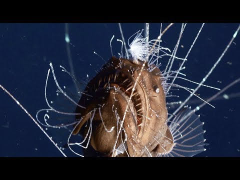 Video: Wie schnell kann ein Anglerfisch zuschlagen?