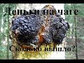 Сколько у меня выходит на чаге за день?