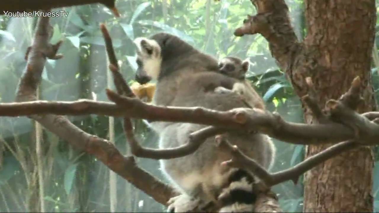 Zoo Duisburg Katta Baby duisburg germany