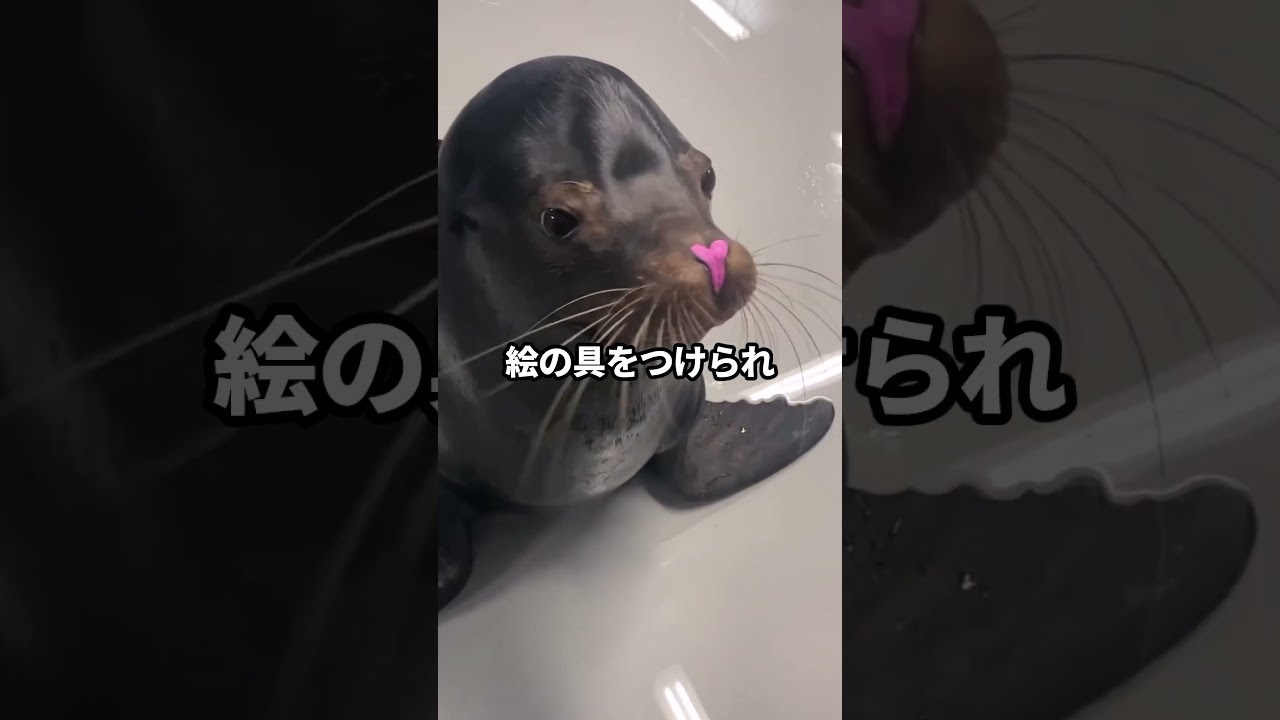 鼻に絵の具をつけられたアシカ