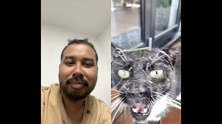 #funny #cat #cute #adorable #reaction #video