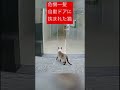 危機一髪自動ドアに挟まれた猫