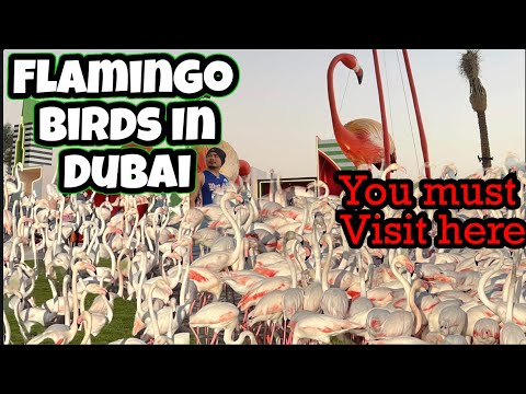 FLAMINGO BIRD IN DUBAI | BEAUTIFUL BIRD | Ras al khor Area