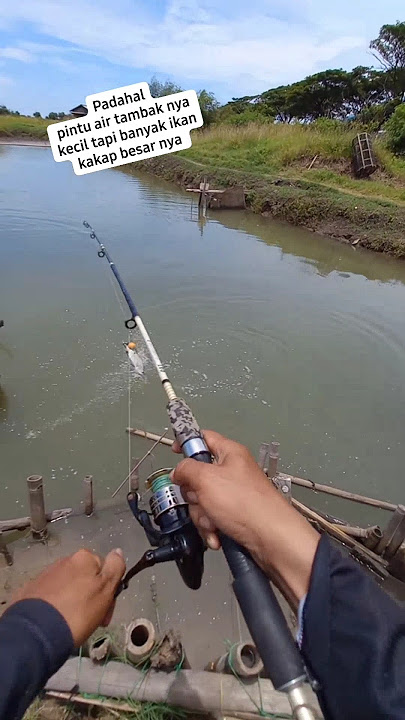 Mancing kakap putih umpan turun langsung di sambar