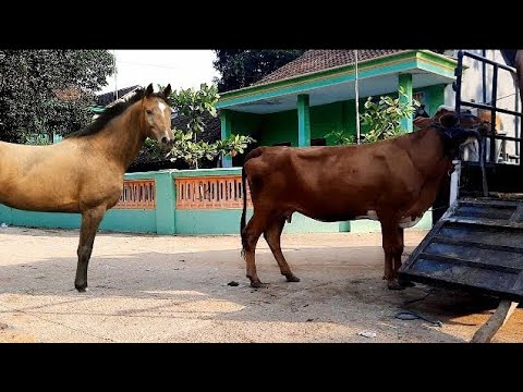 Video 2ª DEMONSTRAÇÃO DO CAVALO QUARTO DE Cruzando Buffalo MILHA - IJUÍ/RS | Cavalo Cruzando do mata