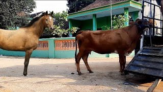 Video 2ª DEMONSTRAÇÃO DO CAVALO QUARTO DE Cruzando Buffalo MILHA - IJUÍ/RS | Cavalo Cruzando do mata