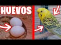 MIS PERIQUITOS TEXAS HAN PUESTO HUEVOS