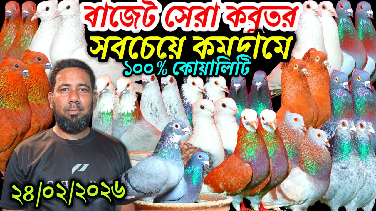 বাজেটে সেরা কবুতর সবচেয়ে কমদামে ১০০% কোয়ালিটি সম্পূর্ণ ফেন্সি রেসার গোল্লা গিরিবাজ কবুতর কিনুন