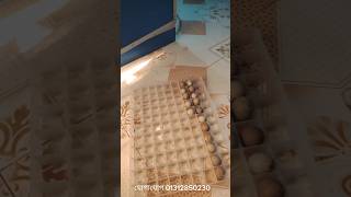 King Quail বিশ ডিম + জিরো ডে বাচ্চা বিক্রি | Abran Agro Quail | বাংলাদেশে কোয়েল ব্যবসা