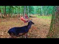 Ein "Dammwild-Hirsch" fegt sein Geweih