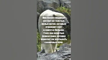 Мех белого медведя состоит полых нитей #shorts
