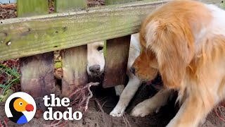 Golden Retriever Becomes Obsessed With The Puppy Next Door | The Dodo