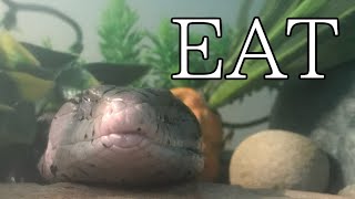 FEEDING My Blue Tongue Skink (also preparing crested gecko food)