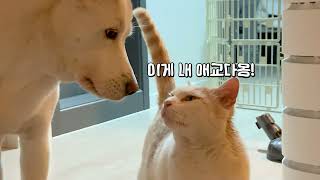 Reason why the cat falls in love with the puppy ❤️ (Jindo dog) by 진똑개 풍이 263,567 views 1 year ago 4 minutes, 4 seconds