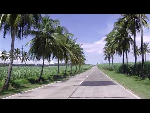 ネグロス島サンカルロスのハイウエイ Coconut tree and sugar cane field road