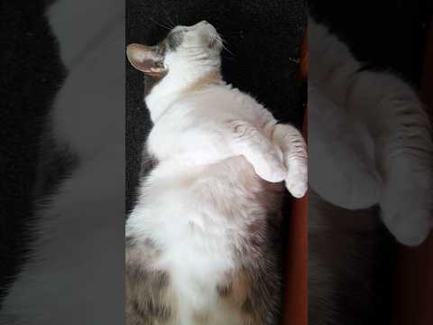Precious wee Munchkin boy. Mr Grieves the cute little Munchkin Cat 🐈 #cute #munchkin #cat #cutecat