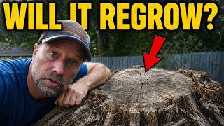 Before You Kill a Stump, Ask This One Question!