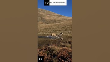 Kangals in their habitat🦁