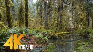 Enjoy the calm forest stream that runs through hoh rain forest. take
in a great 4k 2160p nature relax video with soothing water sounds of
running f...