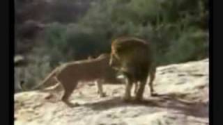 Christian the Lion (My Immortal and I Don't Want to Miss a Thing)